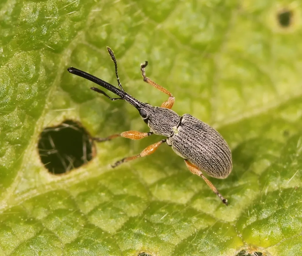Rhopalapion longirostre - photo 2