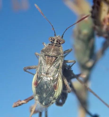 Scentless Plant Bugs - photo 3