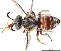 Rhopalolemma rotundiceps