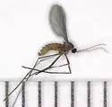 Rhopalomyia anthophila