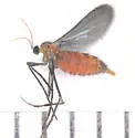 Rhopalomyia anthophila - photo 2