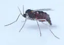 Sage Leaf Gall Midge