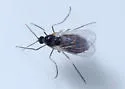 Sage Leaf Gall Midge - photo 2