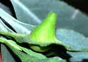 Sage Leaf Gall Midge - photo 3