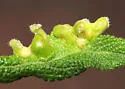 Sage Leaf Gall Midge - photo 4