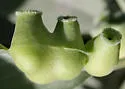 Sage Leaf Gall Midge - photo 5