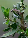 Coyote Brush Twisted Stem Gall Midge