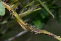 Coyote Brush Twisted Stem Gall Midge - photo 2