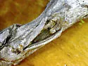 Coyote Brush Twisted Stem Gall Midge - photo 5