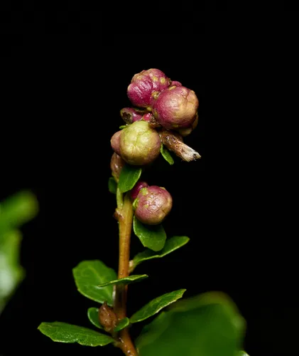 Coyote Brush Bud Gall Midge - photo 3