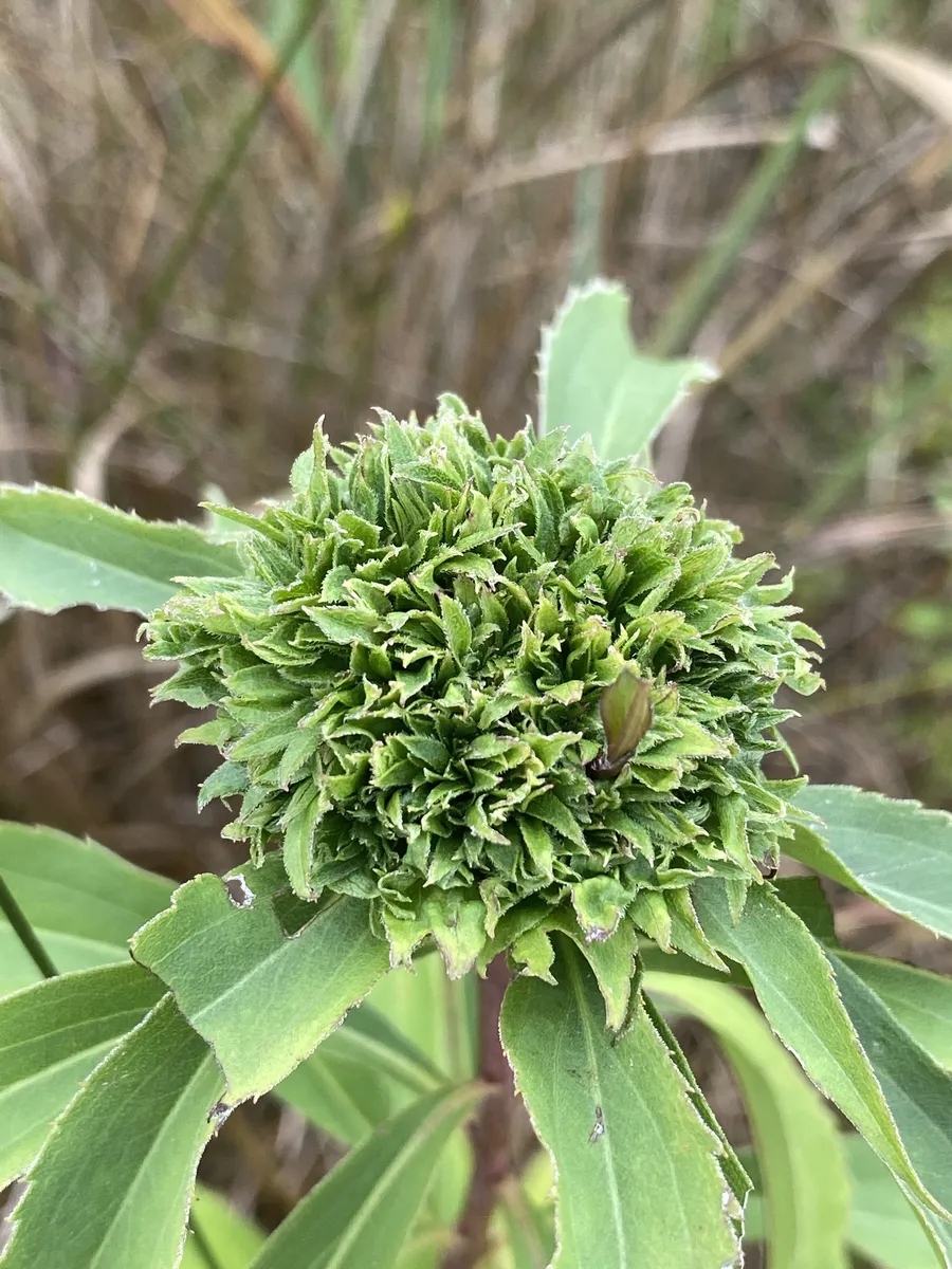 Rhopalomyia capitata