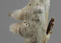 Rhopalomyia chrysothamni