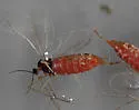 Rhopalomyia chrysothamni - photo 2