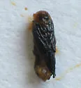 Rhopalomyia clarkei