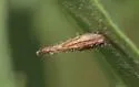 Rhopalomyia clarkei - photo 4
