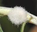 Rhopalomyia floccosa