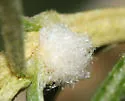 Rhopalomyia floccosa - photo 2