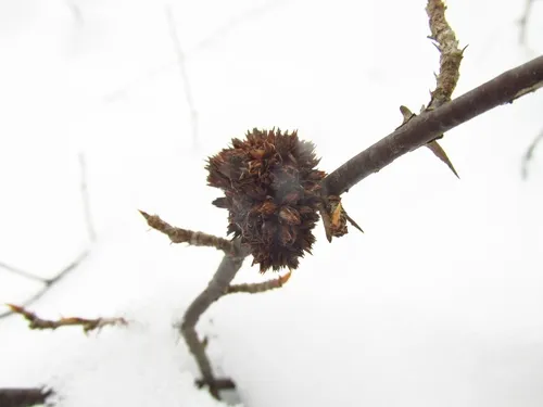 Gooseberry gall midge