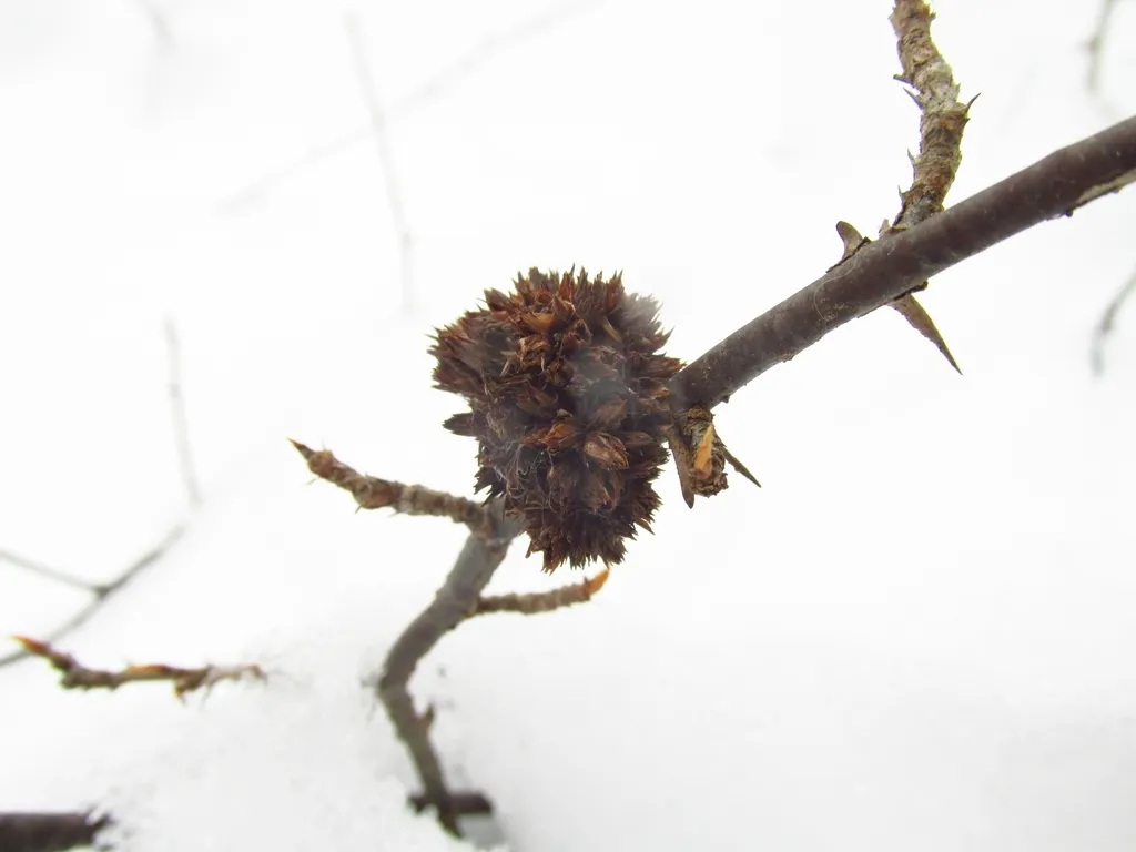 Gooseberry gall midge - photo 2