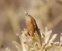 Rhopalomyia gutierreziae