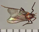 Rhopalomyia hirtipes - photo 3