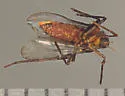 Rhopalomyia hirtipes - photo 4