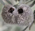 Rhopalomyia hirtipomum