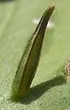 Rhopalomyia inquisitor, maybe