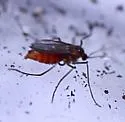 Rhopalomyia lobata - photo 5