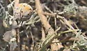 Rhopalomyia obovata