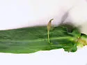 Rhopalomyia pedicellata - photo 2