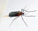 Rhopalomyia pedicellata - photo 5