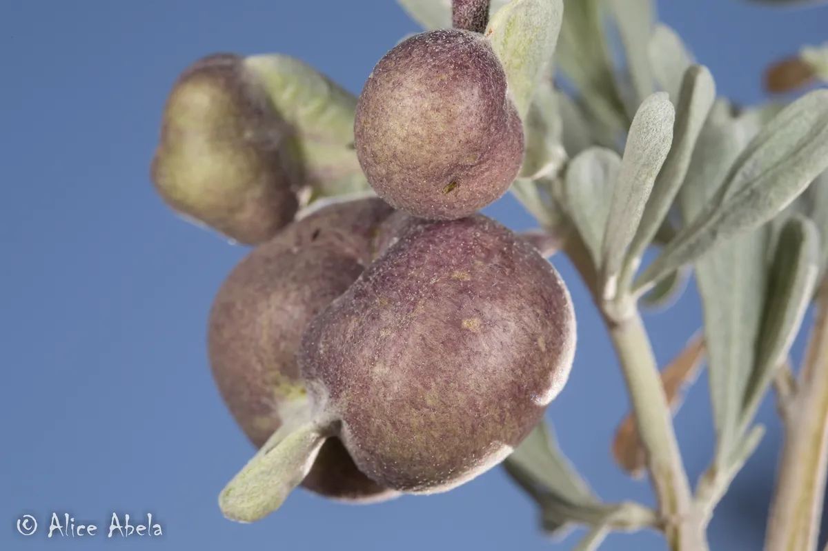 Sponge Gall Midge - photo 3