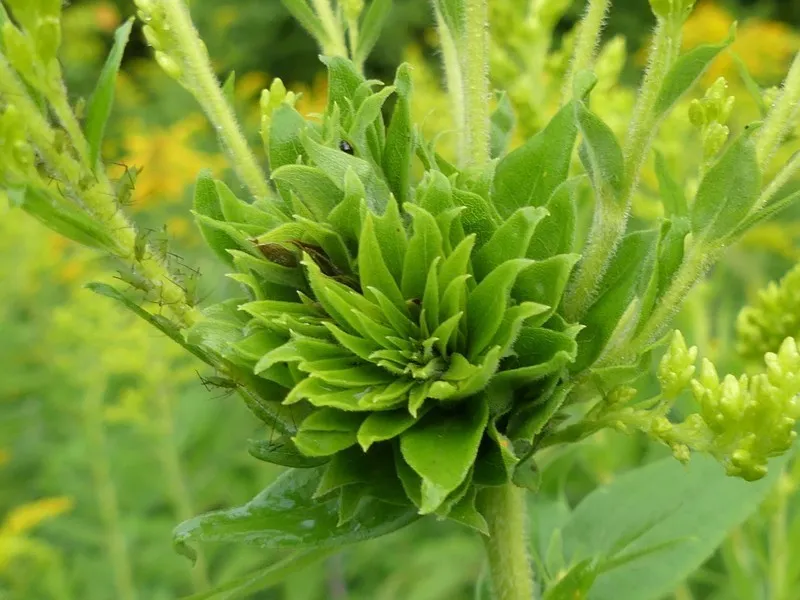 Goldenrod Bunch Gall - photo 2