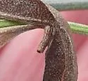 Rhopalomyia sulcata