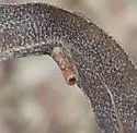 Rhopalomyia sulcata - photo 2