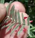 Rhopalomyia undescribed-species-on-amorpha - photo 2