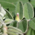 Rhopalomyia undescribed-species-on-amorpha - photo 3