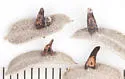 Rhopalomyia undescribed-species-on-amorpha - photo 4
