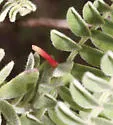 Rhopalomyia undescribed-species-on-amorpha - photo 5