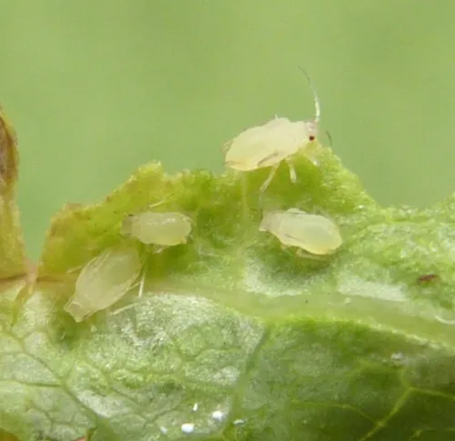 Rhopalomyzus lonicerae
