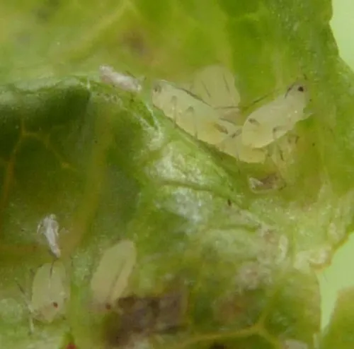Rhopalomyzus lonicerae - photo 3