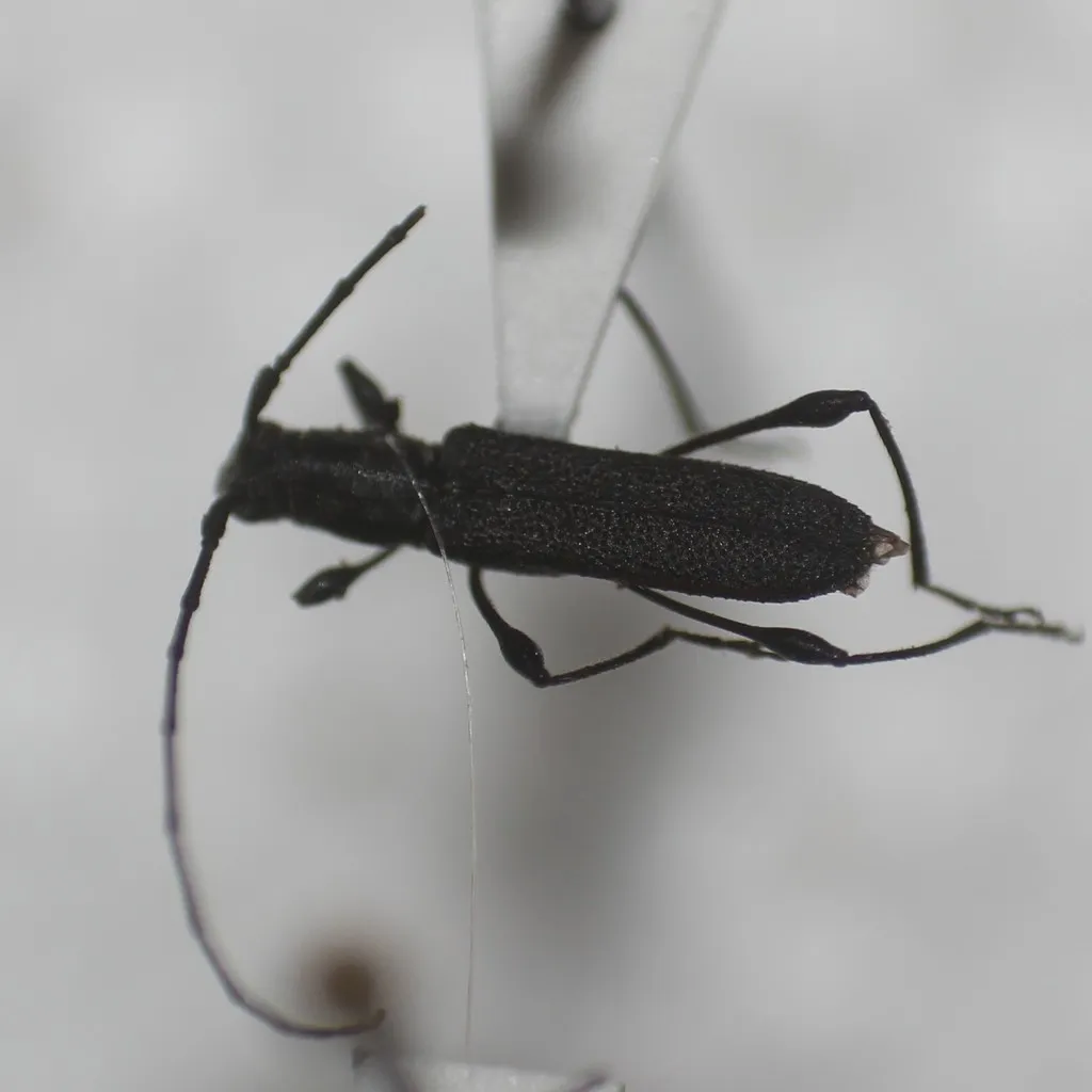Rhopalophora bicolorella