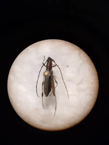Rhopalophora bicolorella - photo 2
