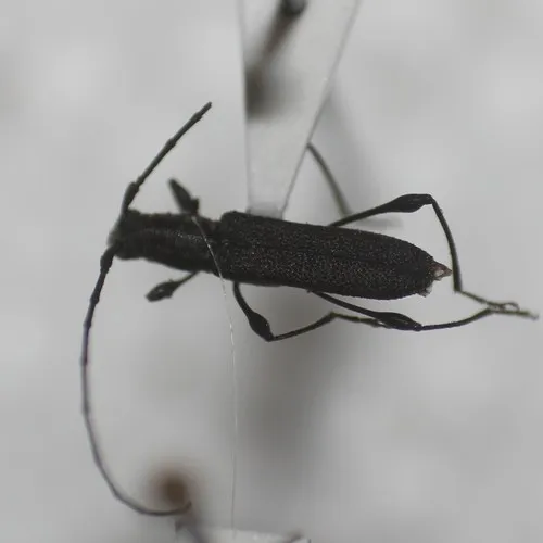 Rhopalophora bicolorella - photo 3