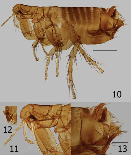 Marsupial and Rodent Fleas - Rhopalopsyllidae