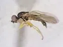 Rhopalopterum atriceps - photo 4