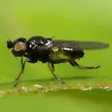 Rhopalopterum carbonarium