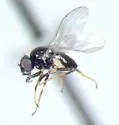 Rhopalopterum carbonarium - photo 2