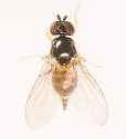 Rhopalopterum painteri